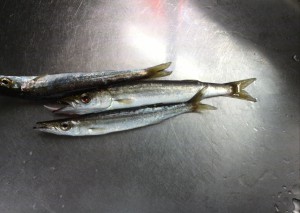 カマス
