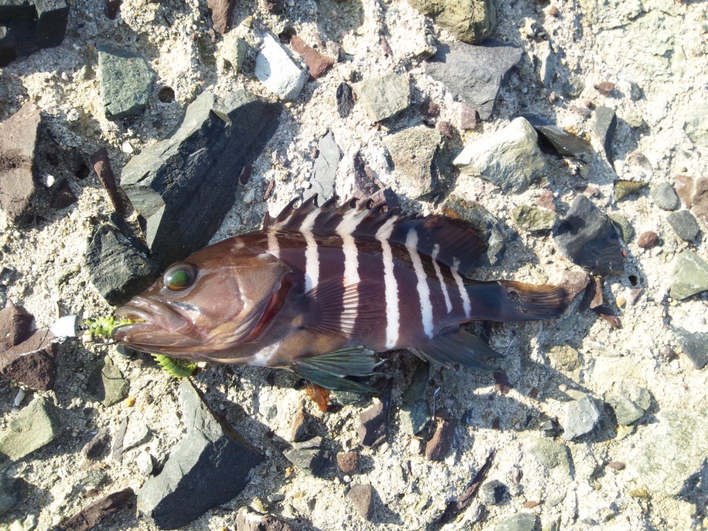 ハタ