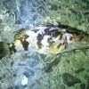 山口県下関市安岡漁港でカサゴ釣り