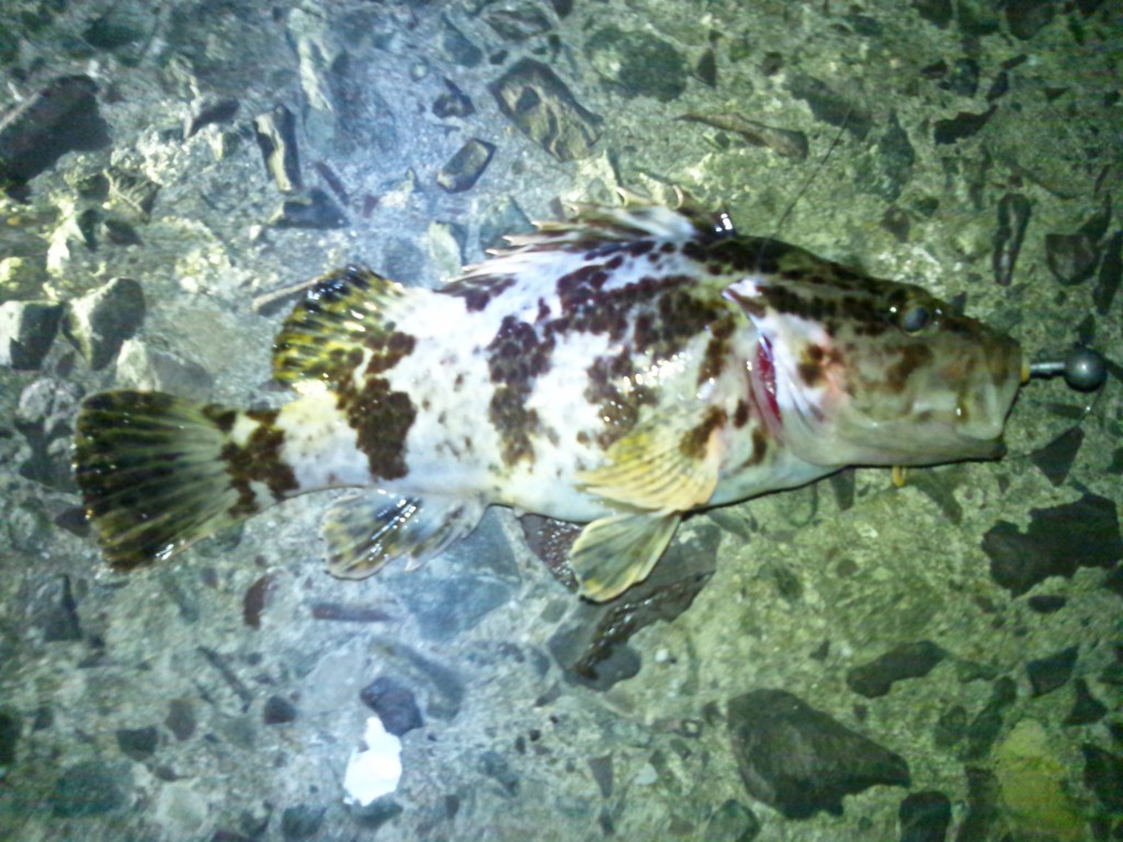 カサゴ
