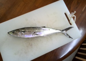 サワラ